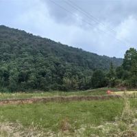 毀林鋪砂埋隱患?未批先動工 違法代價必須擔(dān)!